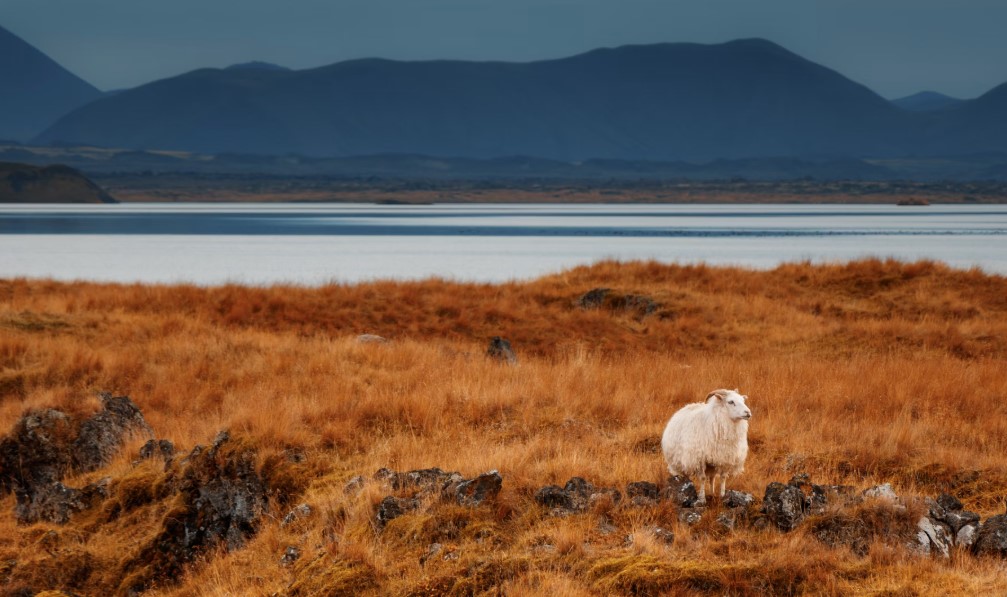 myvatn 1