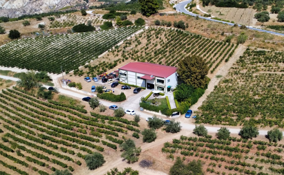 greece vineyard 1
