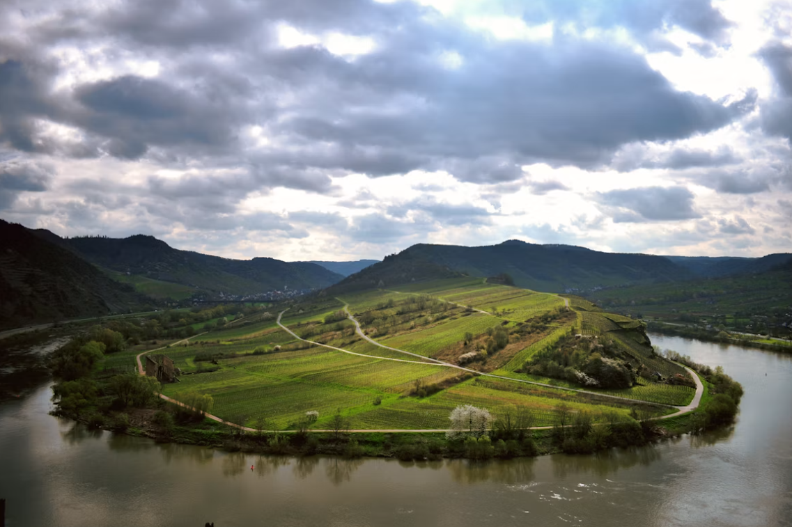 moselle valley vineyards