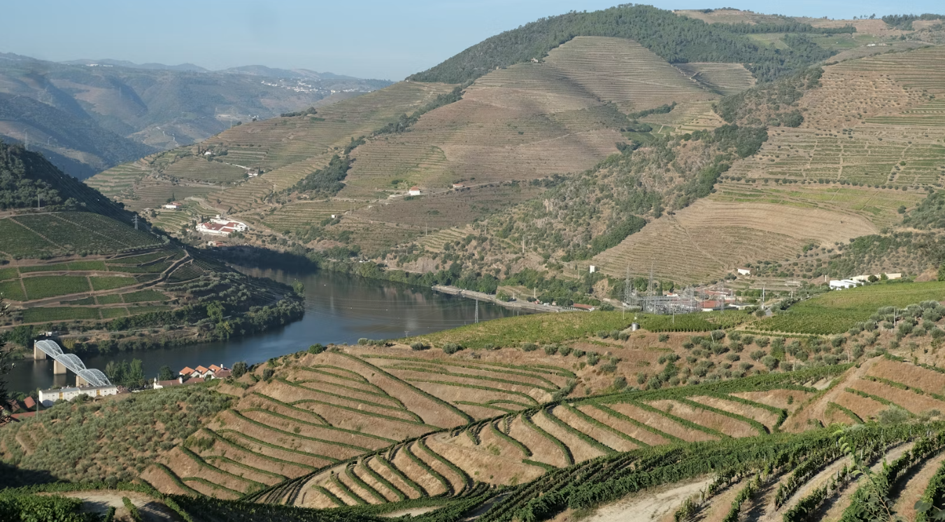 portugal vineyards