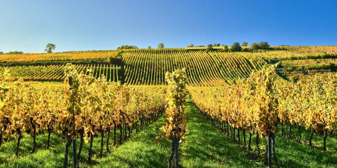 alsace