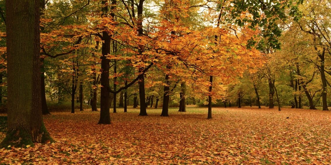 fall1