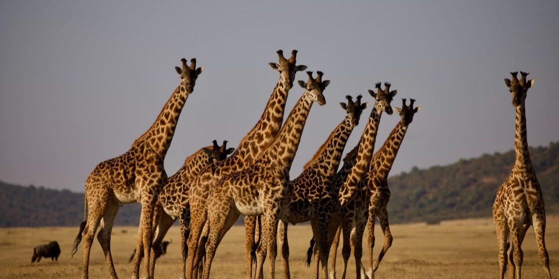 safari