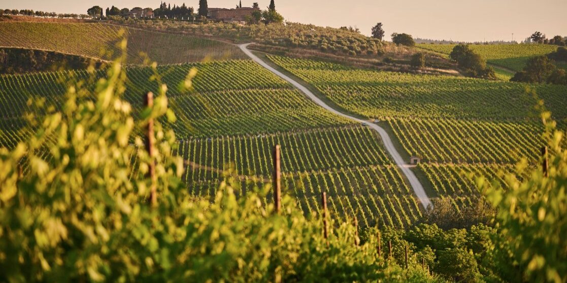 tuscany vineyard