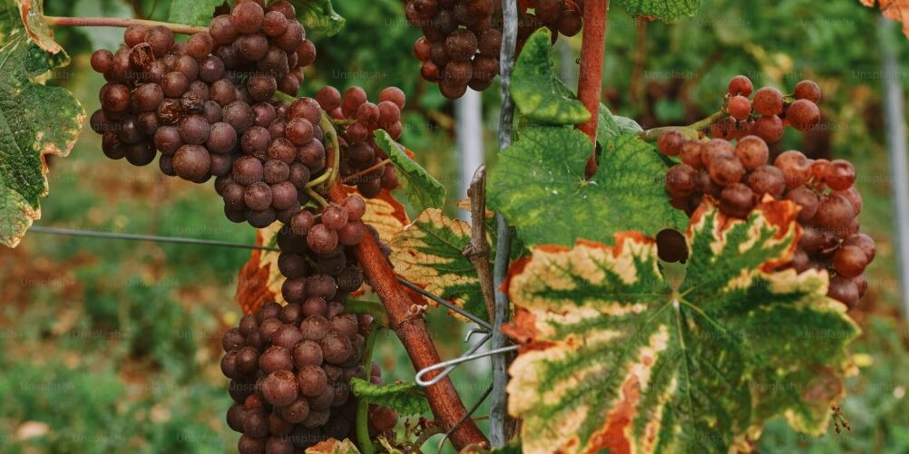 vineyard1