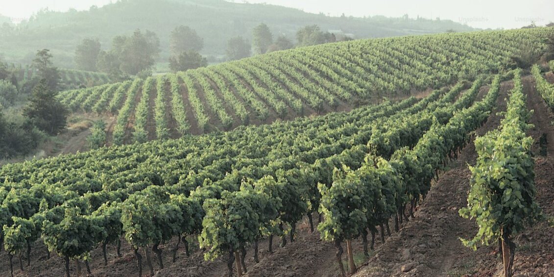 vineyards2